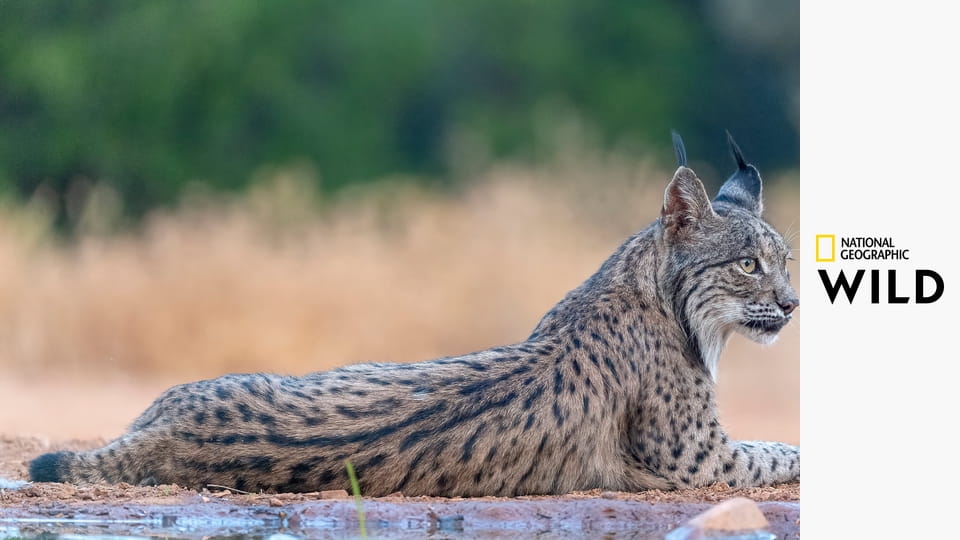 Земля пиренейской рыси S1E2 - Весна