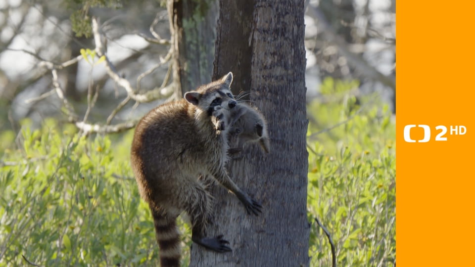 Mývalové - mistři umění přežít
