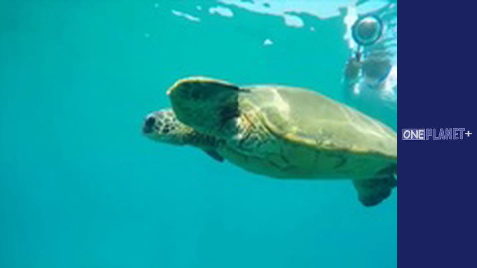 Megacities, Season 1, Episode 3