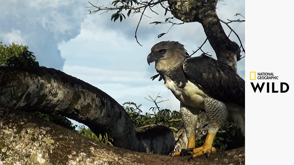 Jaguár: Ikona guyanské džungle