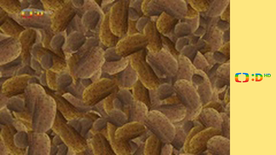 Mlsné medvědí příběhy II