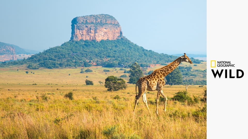 Невероятные путешествия животных S1E2