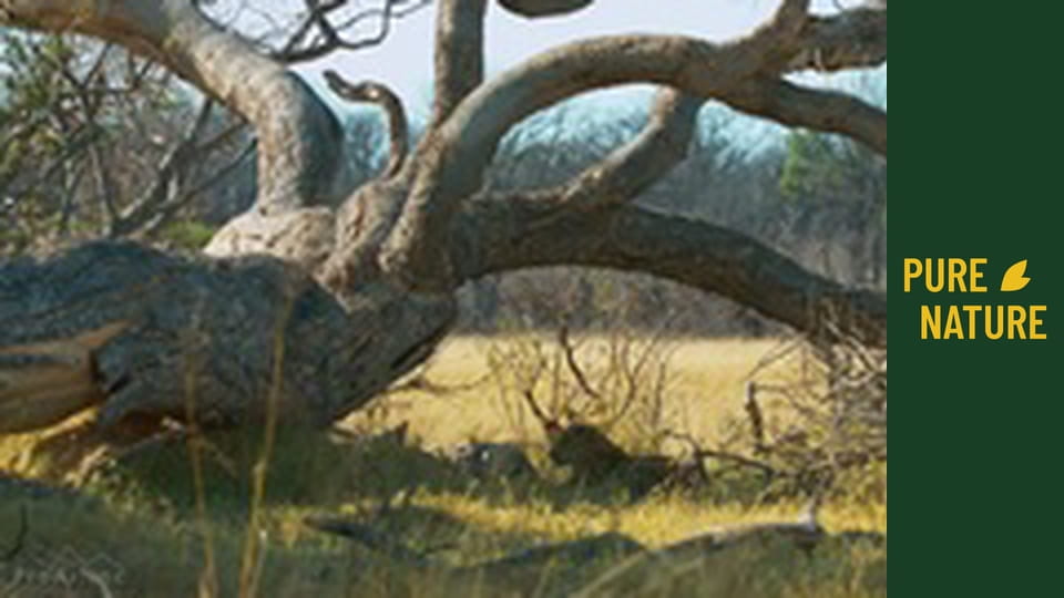 Африканска дива природа: Леопарди и гепарди, Големите котки на Африка