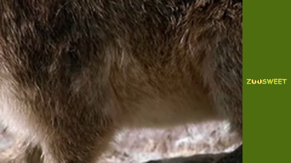 Let's go Wild, Episode 15