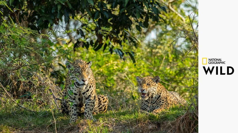 Ягуары против крокодилов