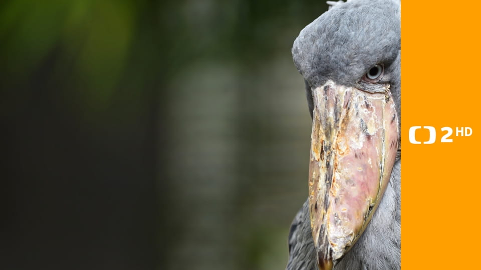 Tajemství ptačích obrů