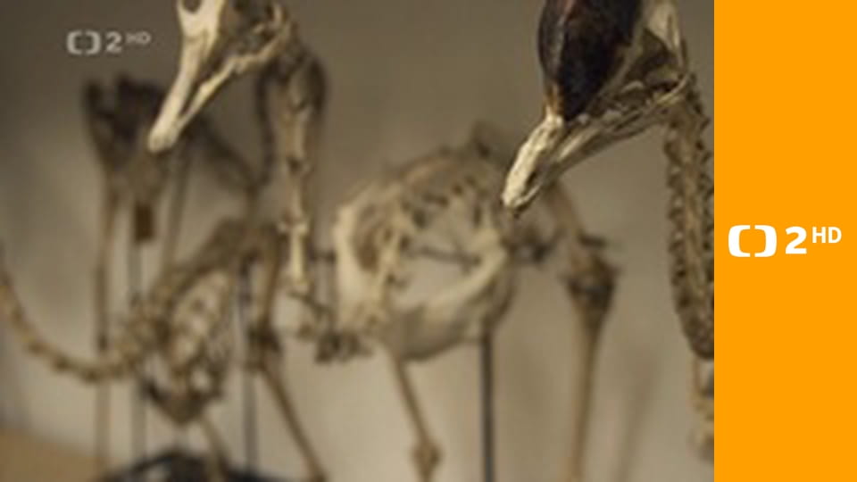 Tajemství ptačích obrů