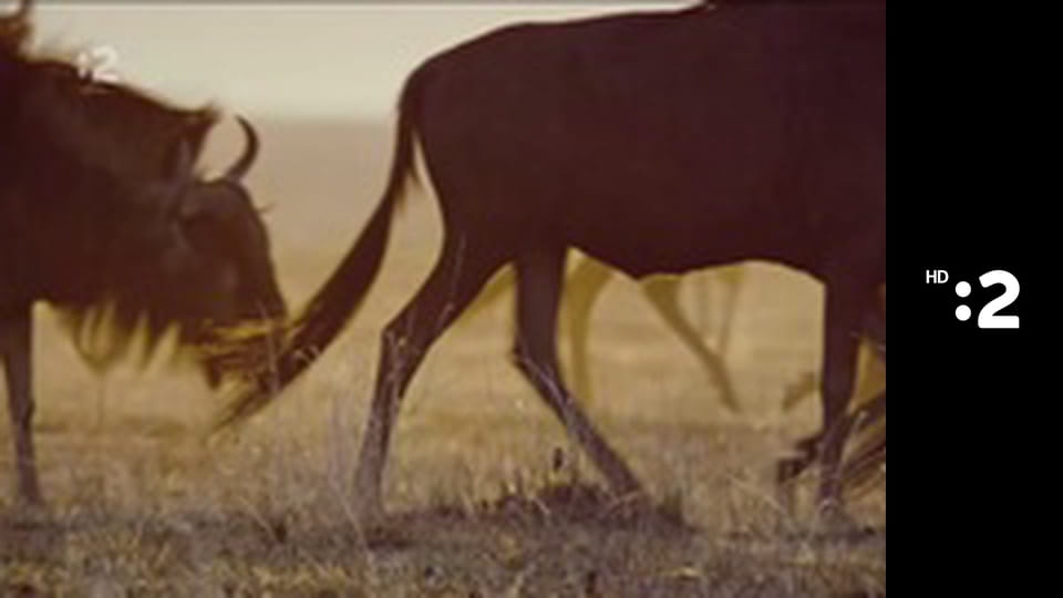 Divoké psy E2 - Psie spojenectvo