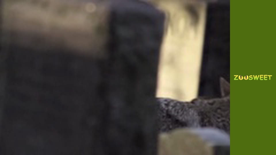 Знайомство з дикою природою, Випуск 16