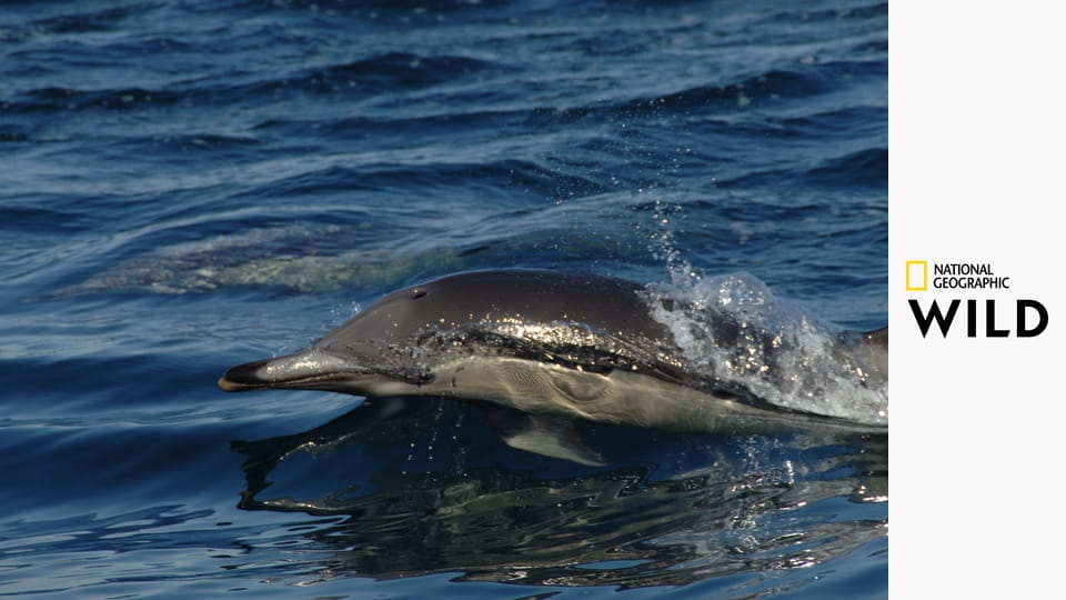 Veszedelmes Afrika S5E1 - Halálos bújócska