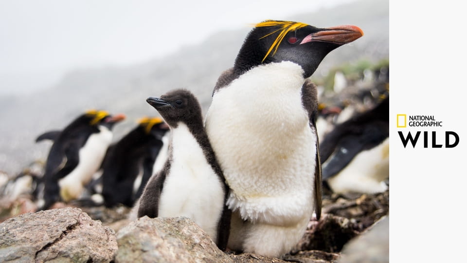 Дикая природа: остров Воскресения