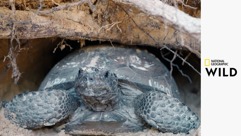 Национальные парки: США S1E1