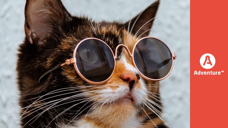 Zakręcone stworzonka z Internetu E1