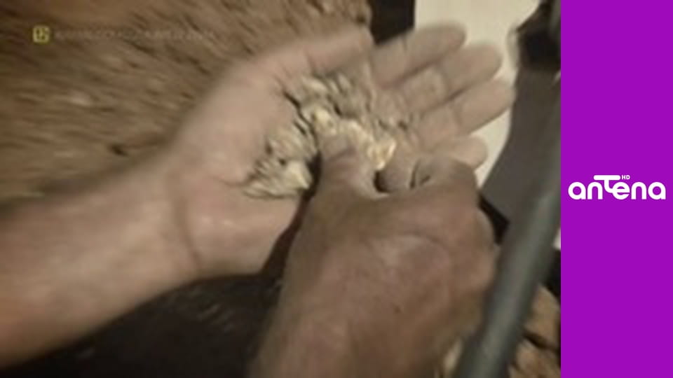 Australijscy poszukiwacze złota S5E16