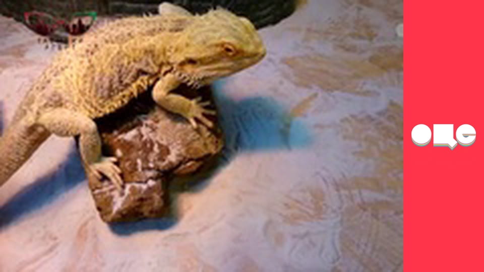 Таємний агент, 4 сезон, 7 еп.