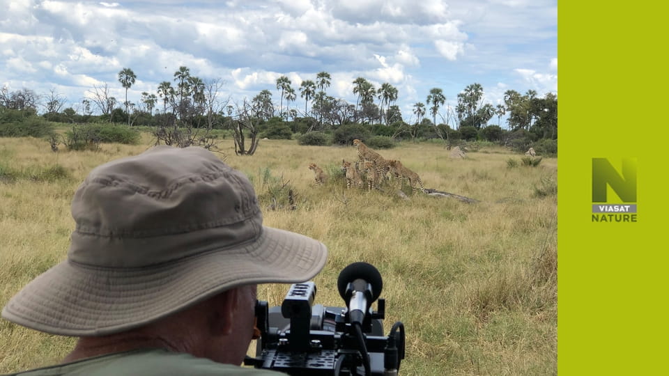 Великі кішки, маленький світ S1E2 - Пережити потоп