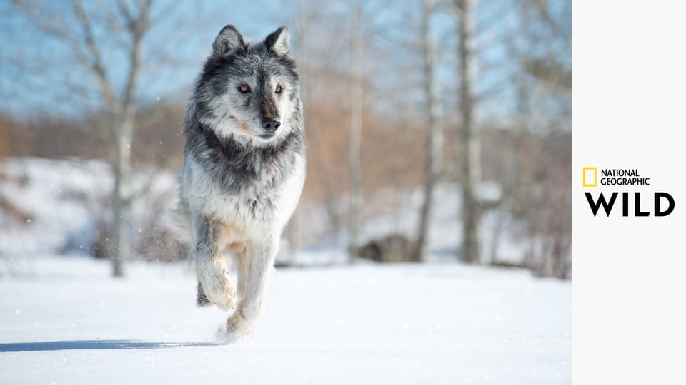 Ženské zbraně S1E1