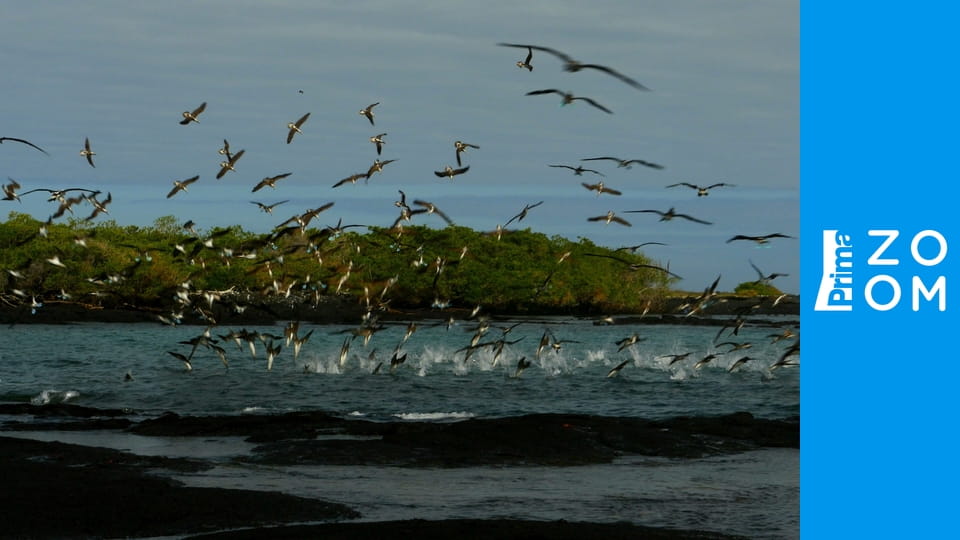 Galapágy: Na konci světa E1 - Bojovníci