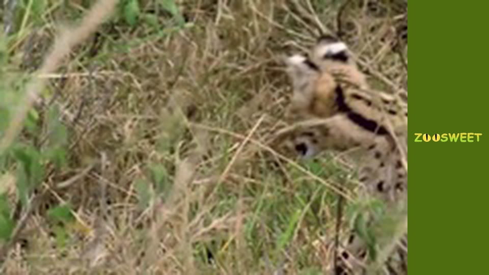 Wild Animals - episode 9