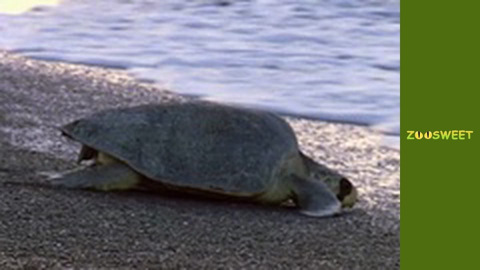 Моі друзі тварини. Малюки - серія 21