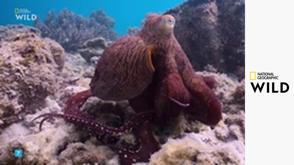 Tajemství chobotnic S1E1 - Mimikry