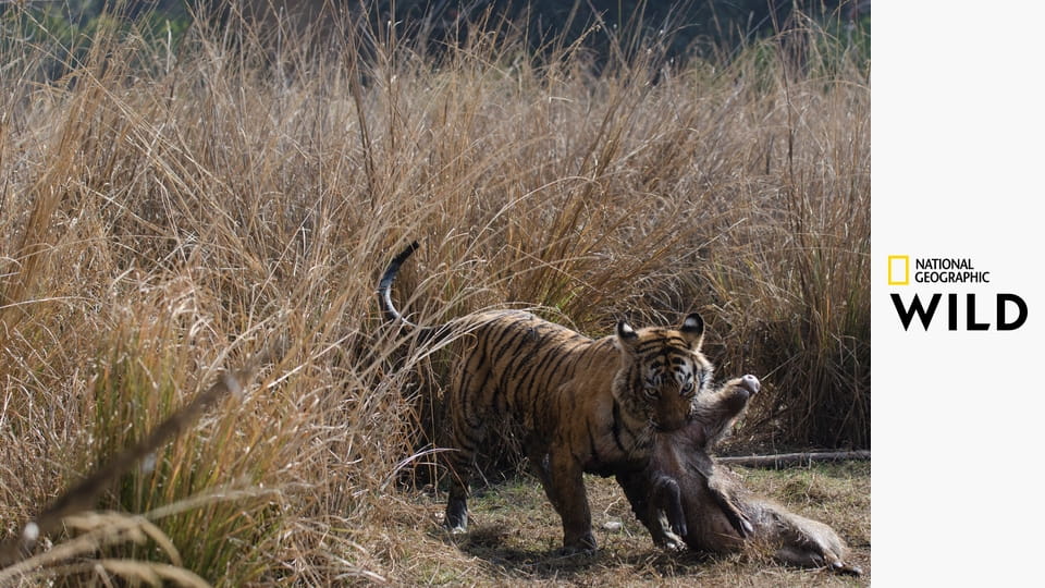 Nejznámější tygřice