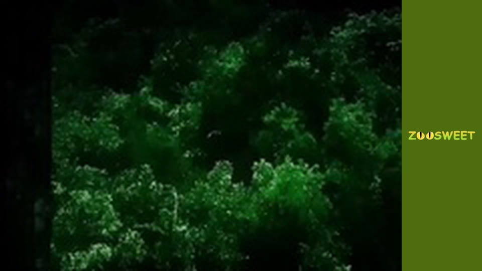 Animal communities, Season 1, Episode 7