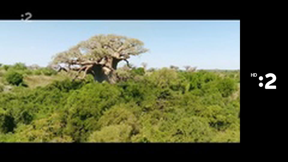 O stromoch a lesoch E5 - Madagaskarský baobab