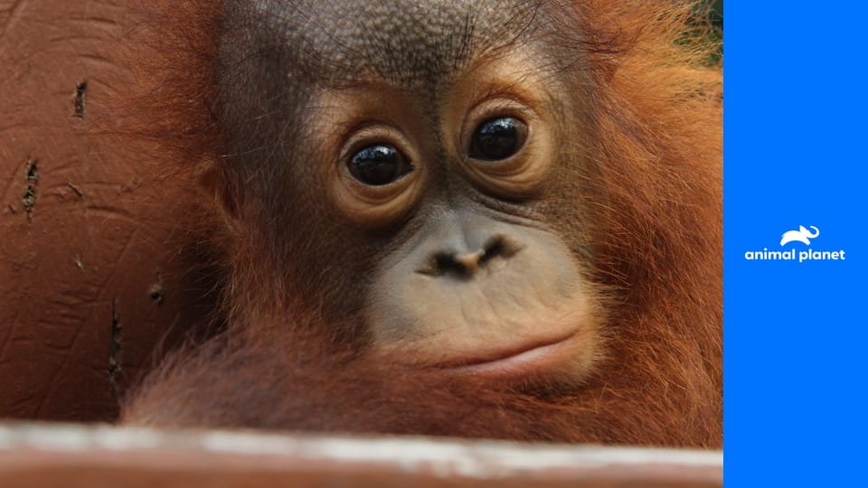 Знакомство с орангутангами S1E1