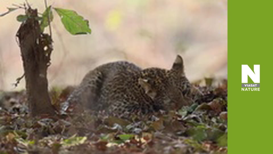 Спекотне життя: Африка - Леопард, пісок та спека