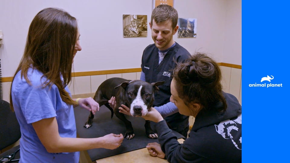 На свободу с питбулем S9E22 - Божье спасение