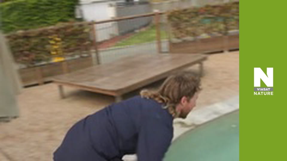 Aussie Snake Wranglers - Chicken Coop Invasion