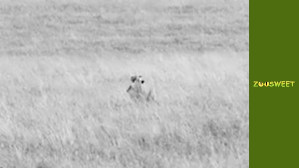 Wild Animals - episode 3