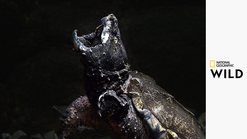 Nejnebezpečnější zvířata světa S3E2 - Řeky smrti