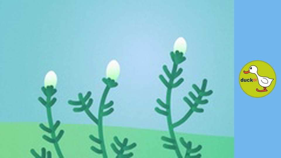 Happy Garden - Chamomile