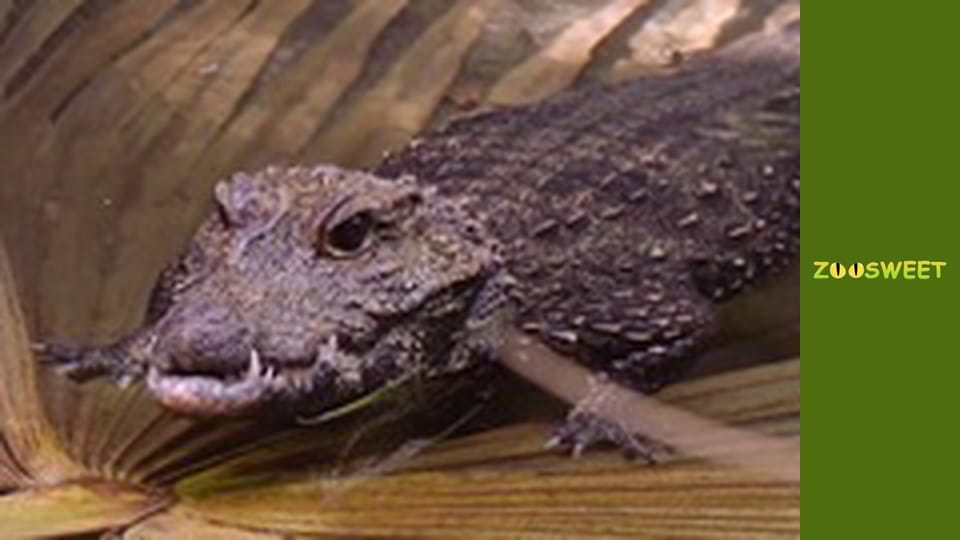 Get Wild at the San Diego - episode 17