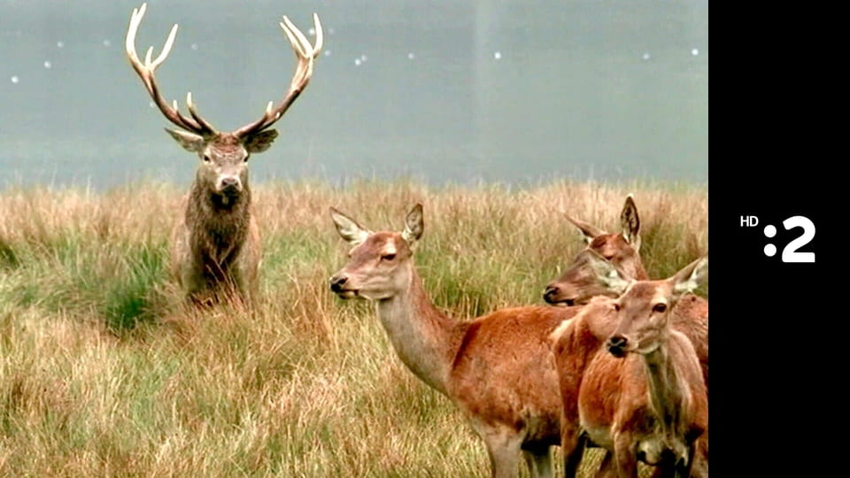 Keby som bol zviera... E2 - Srnka