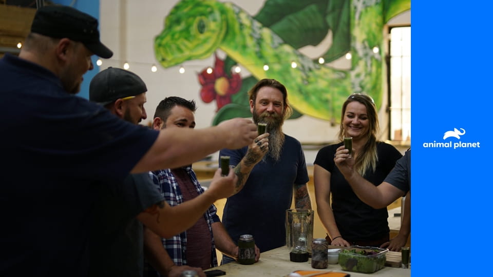 V měřítku S1E10 - Divoké agamy