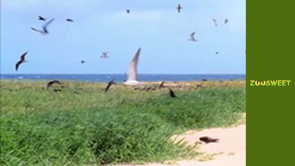 My friends are animals. Underwater mission - episode 21