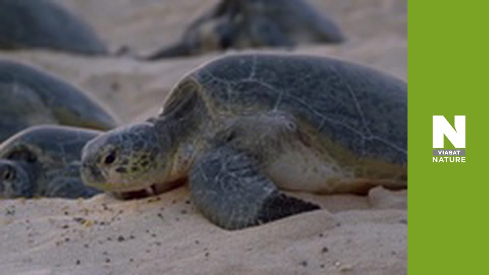 Planet Reef - Rescuing The Turtles In Raine Island