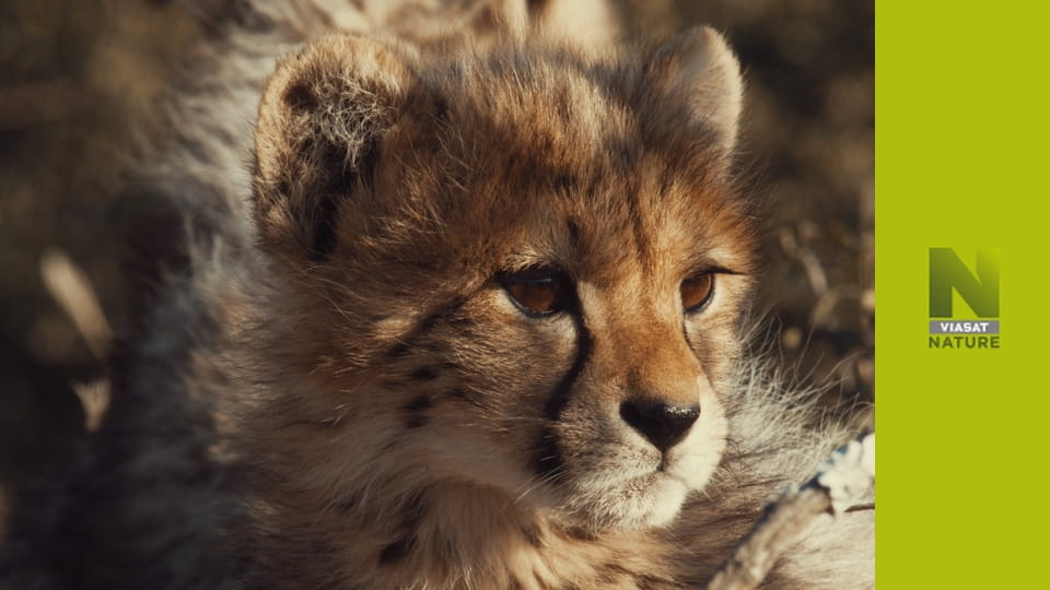 Гордість гепарда S1E2 - Боротьба за виживання