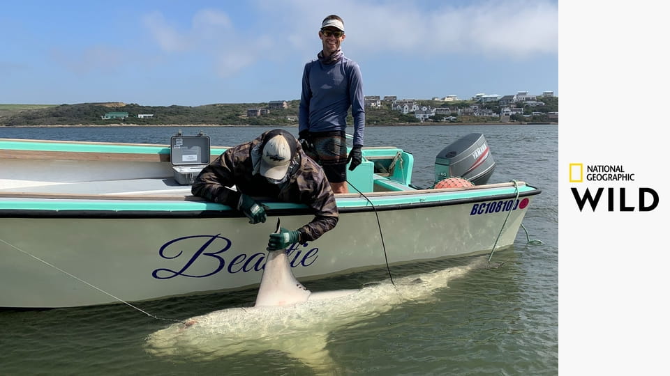 Акула-бык, ваш новый сосед