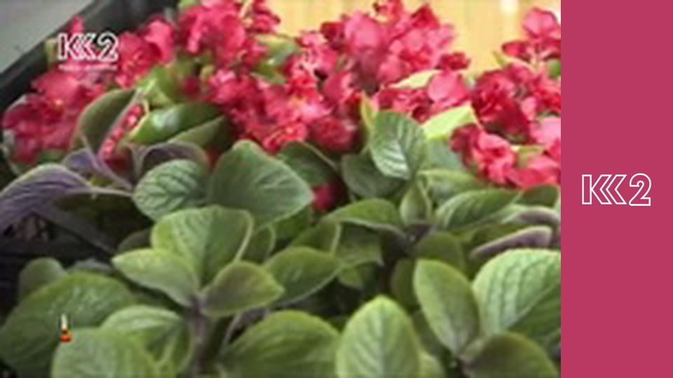 Шість соток S1E14