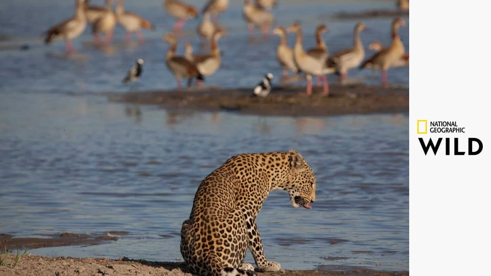 Vadak birodalma S1E2 - Vadkutyamese