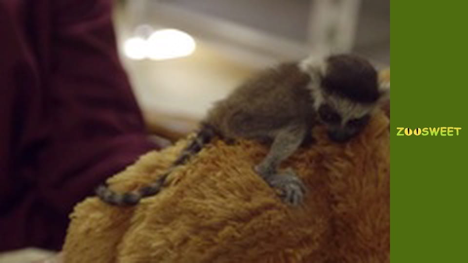 Get Wild at the San Diego - episode 13