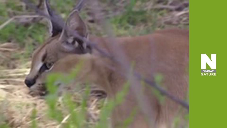 Hot Life: Africa - Caracal, The Bush on Fire