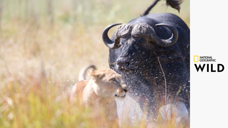 Předurčeni zabíjet S4E1 - Lev