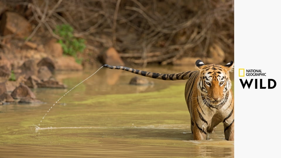Тигриная королева Тару