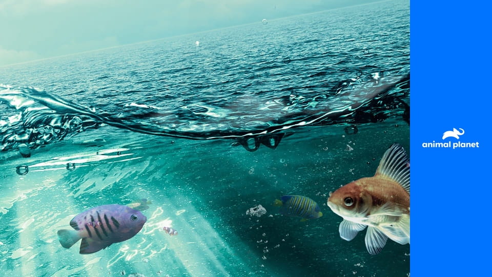 Akvária na míru S7E10 - Soutěž o nejhezčí jezírko: Wayde proti Brettovi