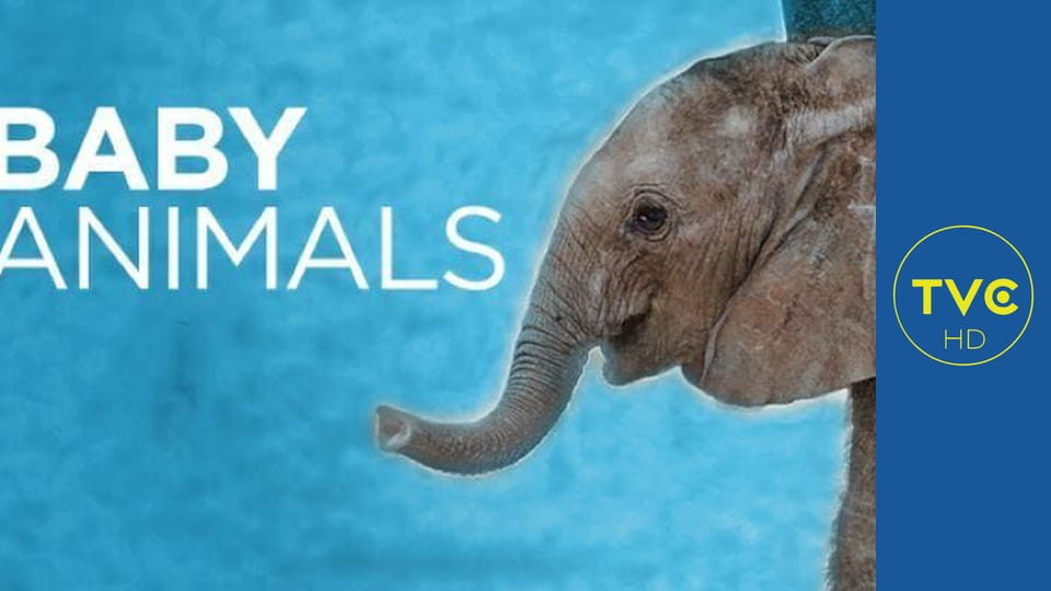 Najsłodsze zwierzątka S1E14